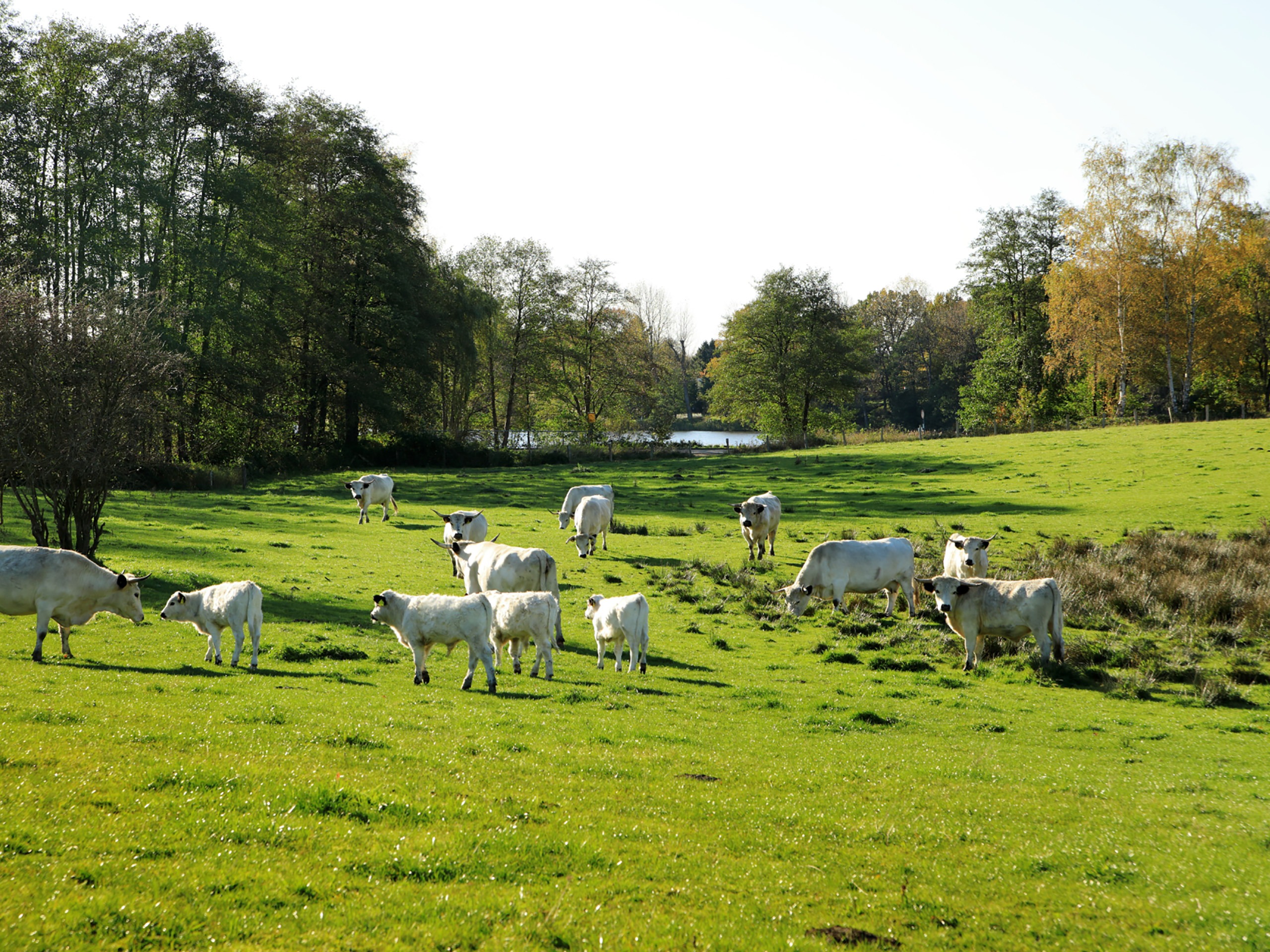 Schafe auf den Manhagener Weide